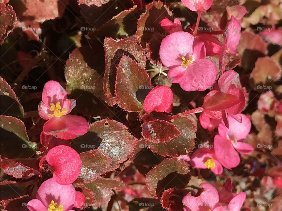 Pink begonia