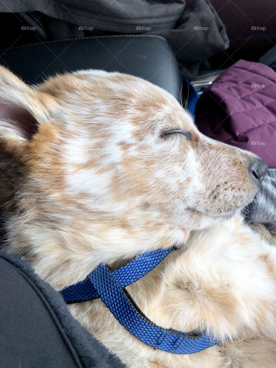 Adorable sleeping puppy all snuggled up and cute like. 