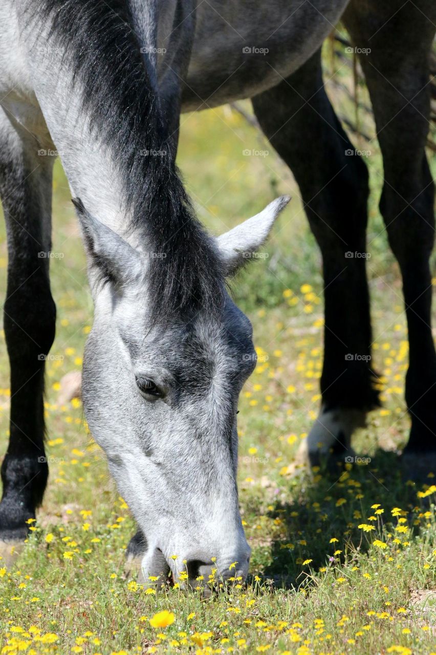 Wild Horse Amidst Spring Flowers