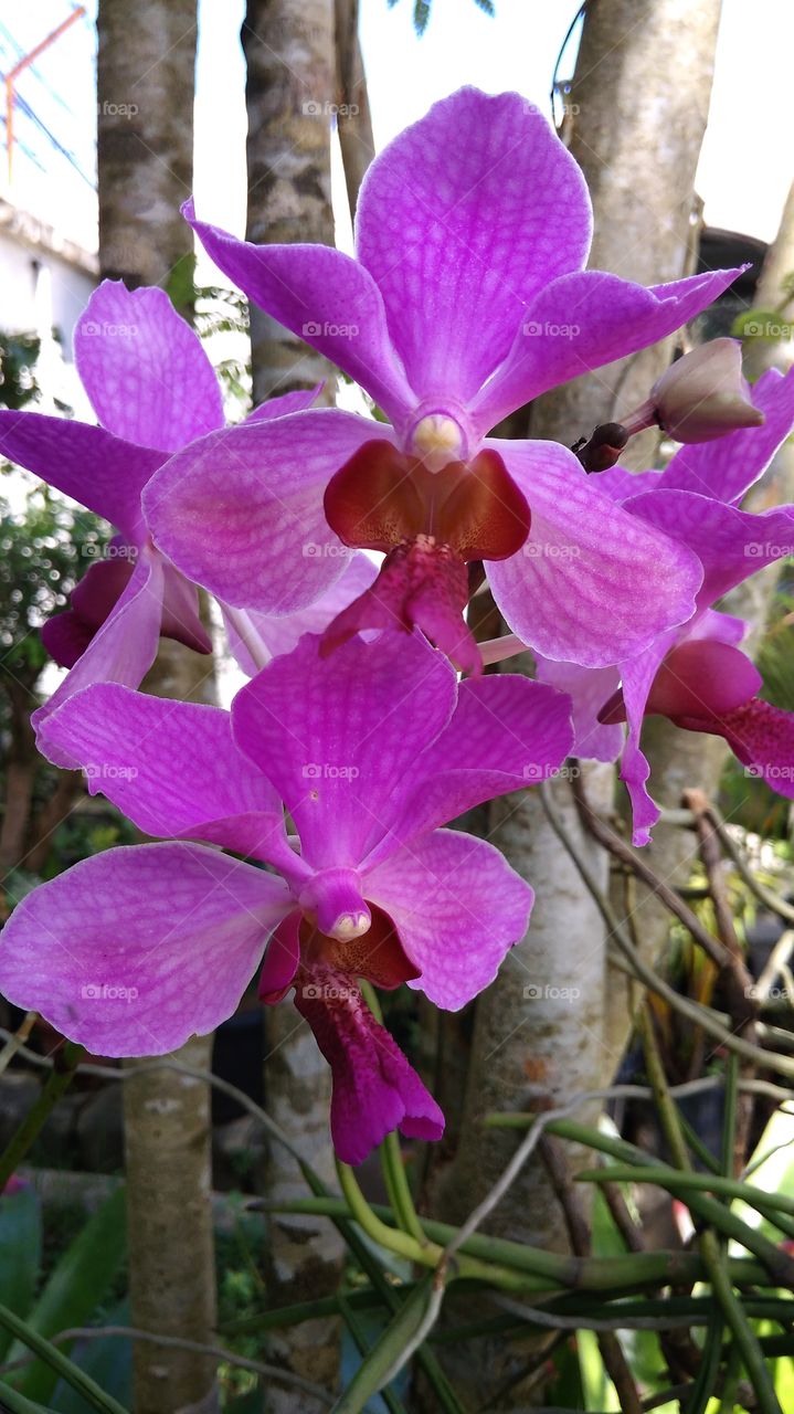 Beautiful flower, orchid purple blooming by Geyol Sisalak