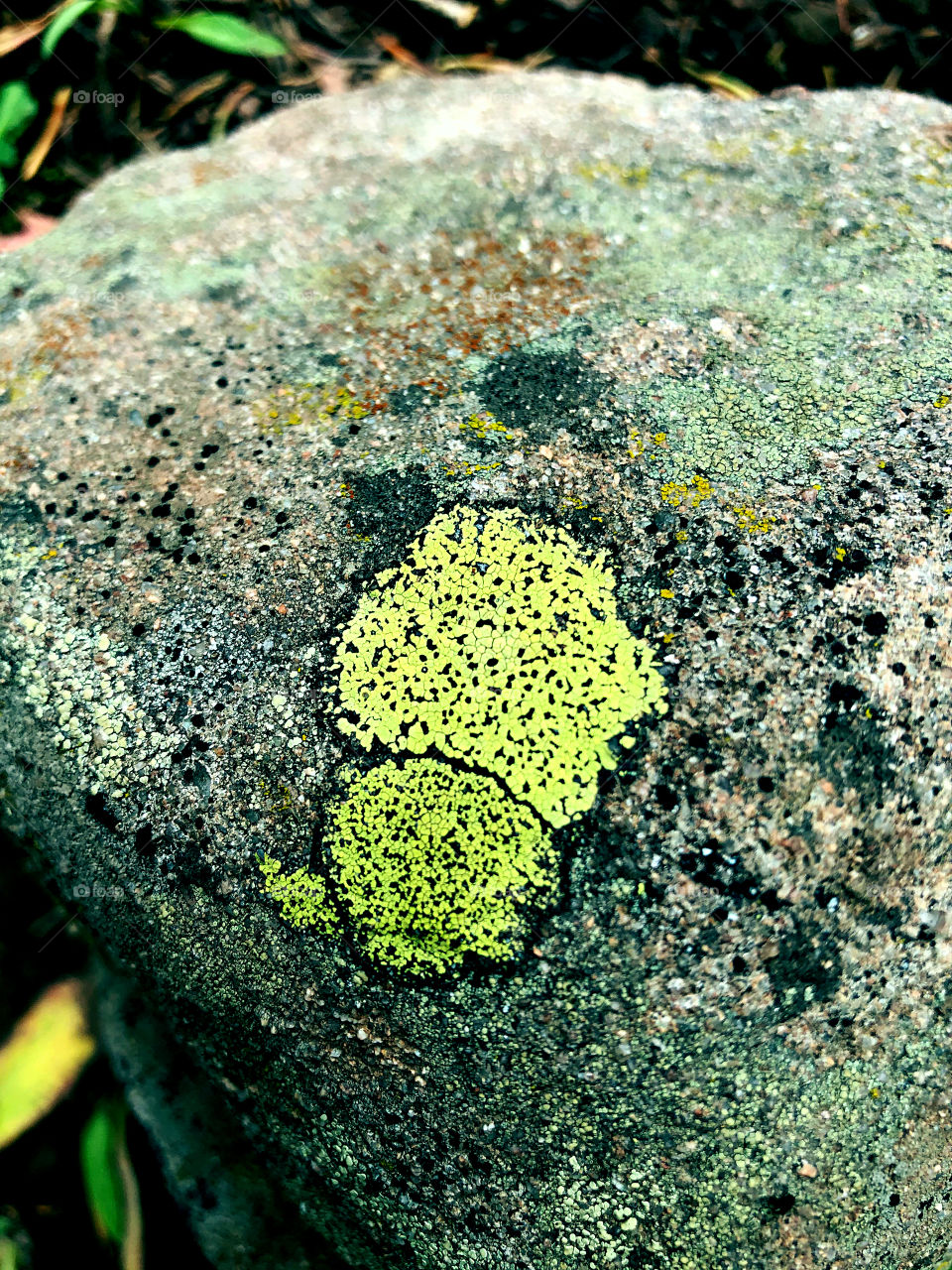 Lichen growing in Bear Lake Forest