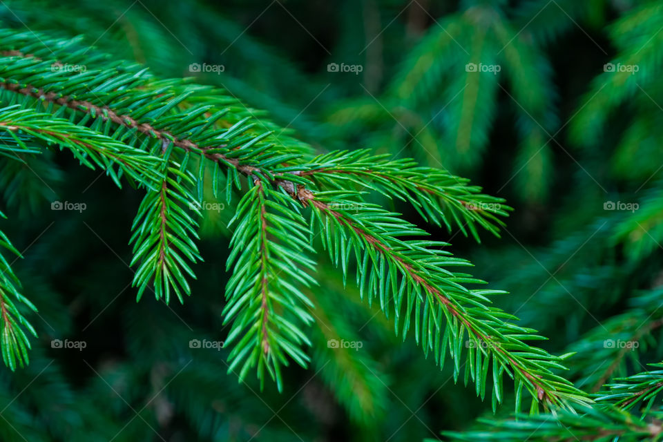 Needles. fir-needle. Green coniferous branch. Background of green needles. Nature close up.