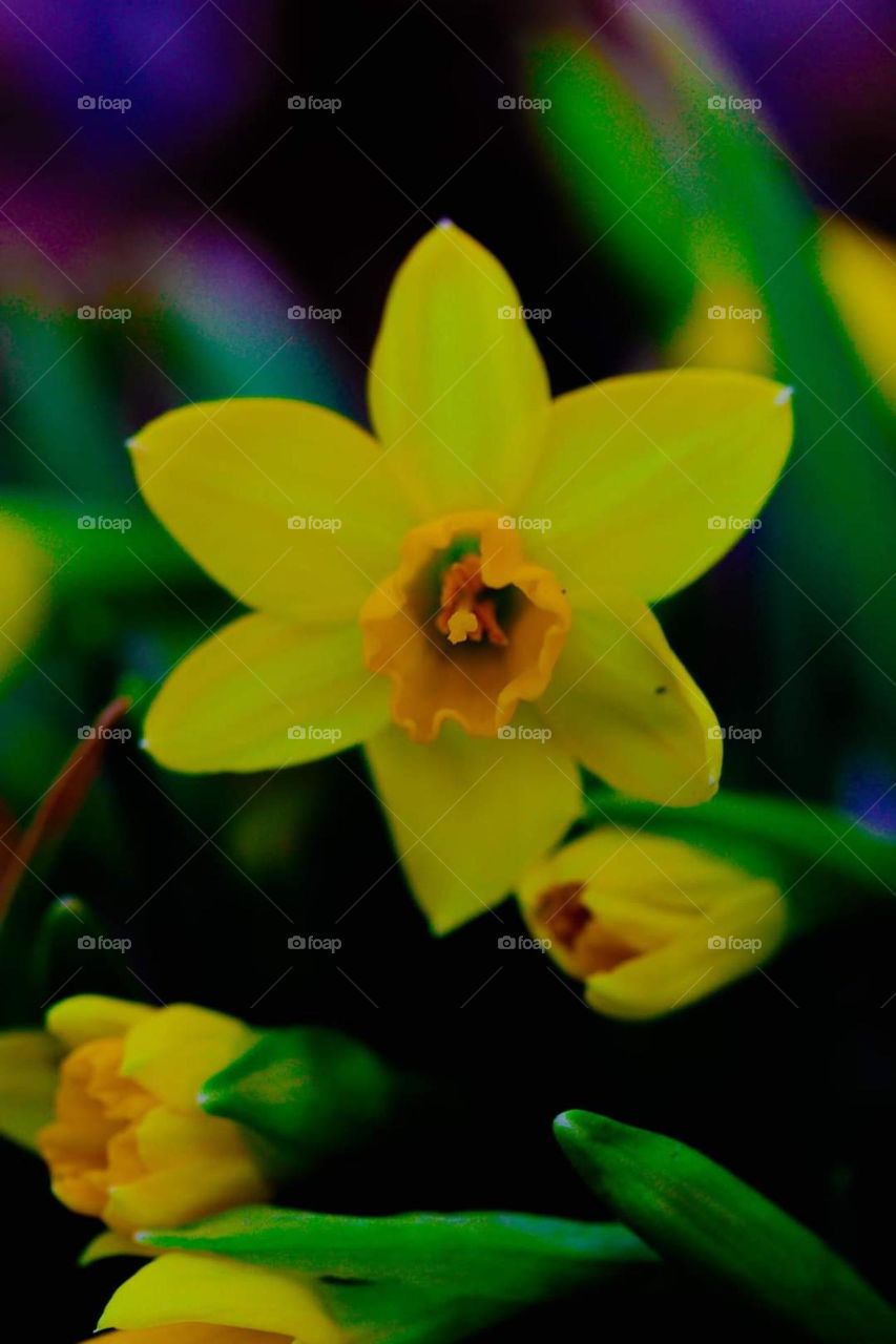 daffodil