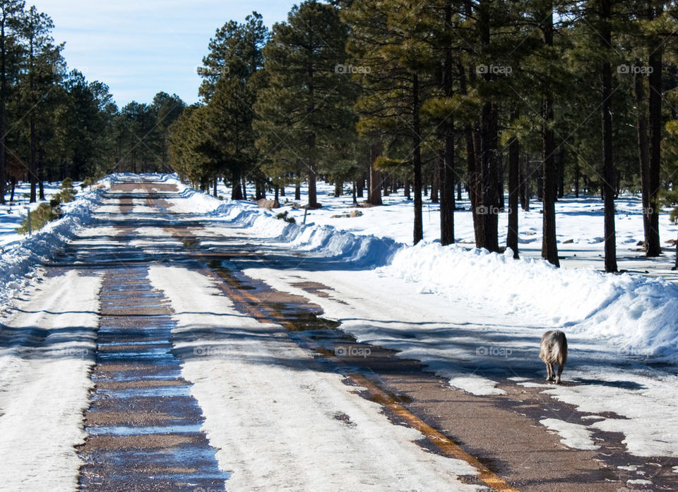 Dog on the road