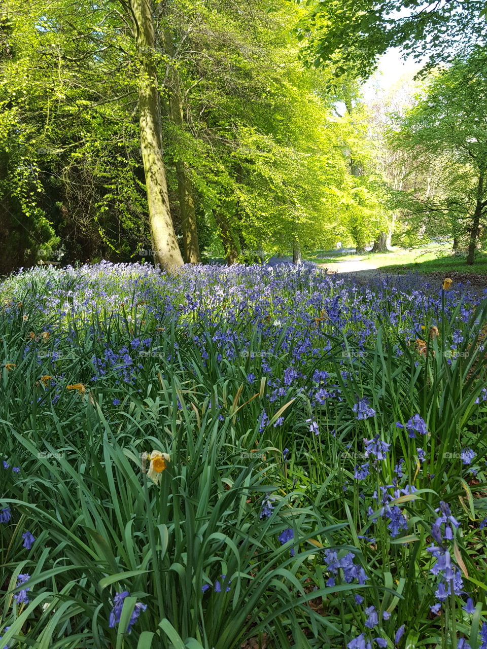 bluebell wood