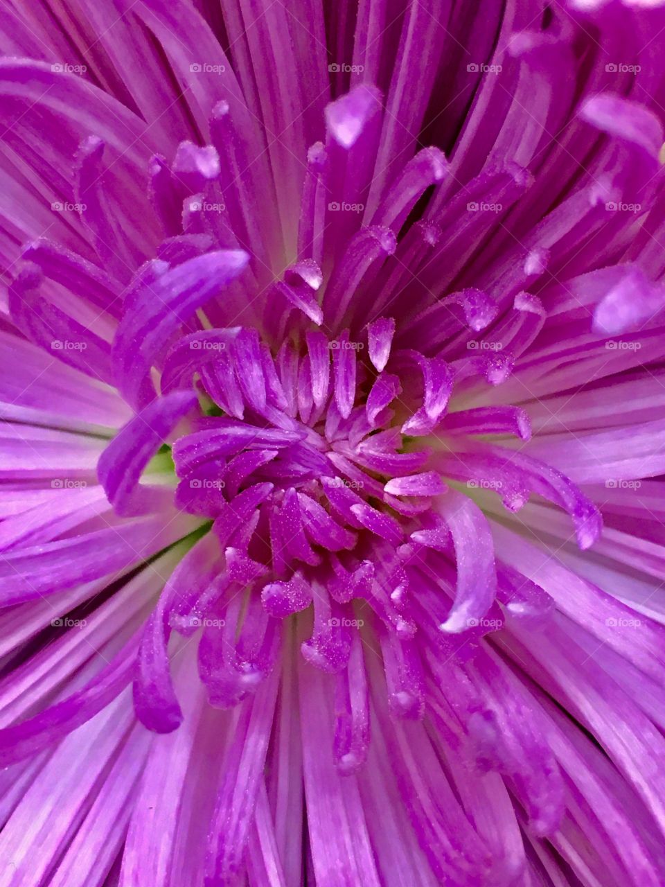 Macrolicious Magenta