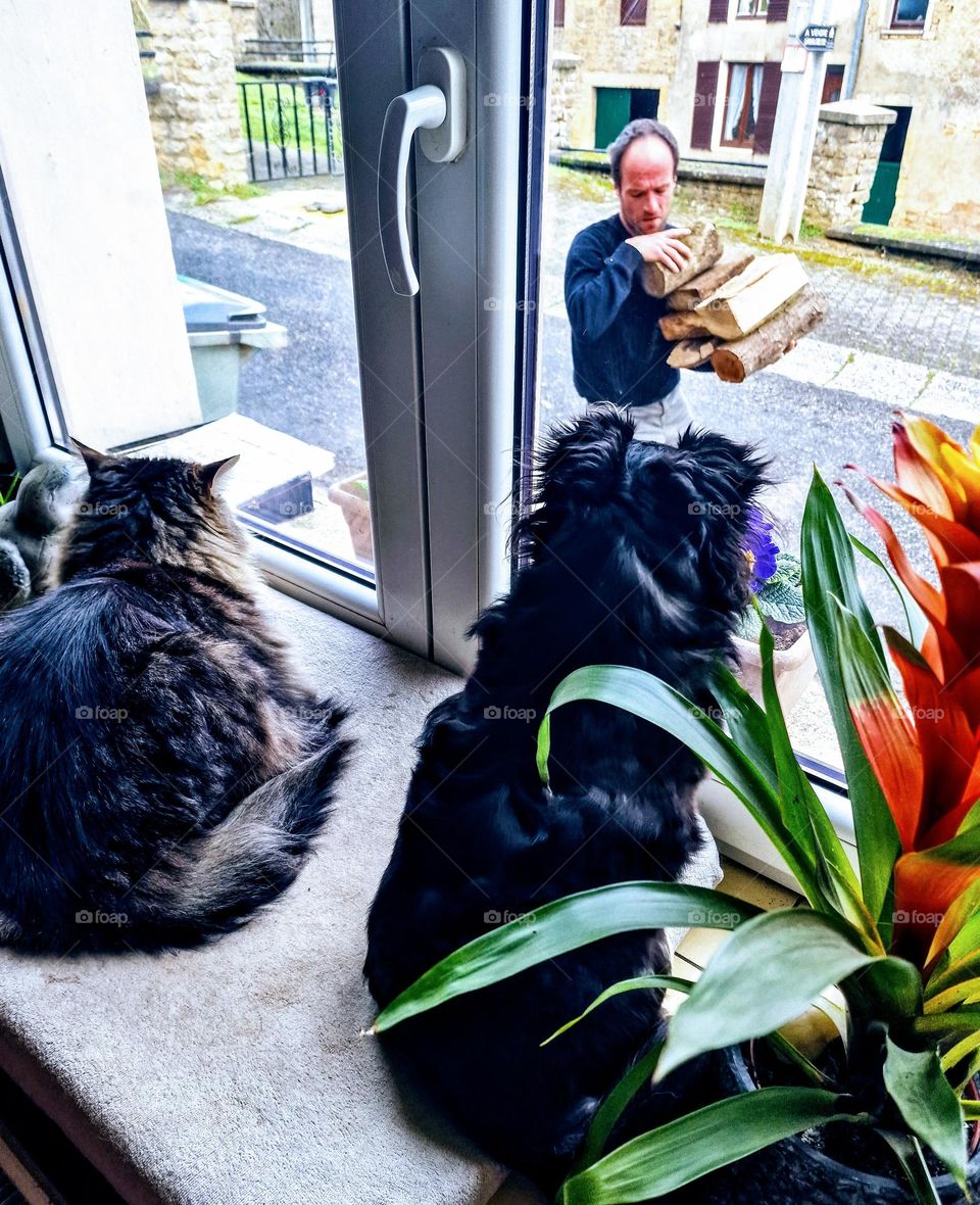 my dog and my cat look outside my boyfriend working