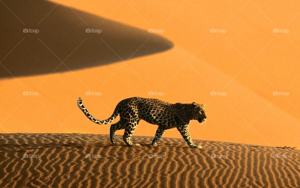 Leopard in Desert