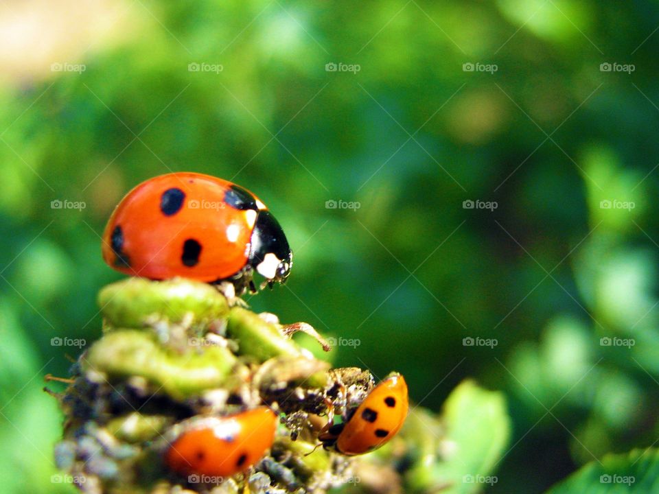 Ladybug 