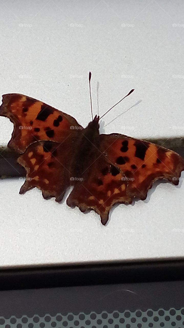 today butterfly on car sunning it's self