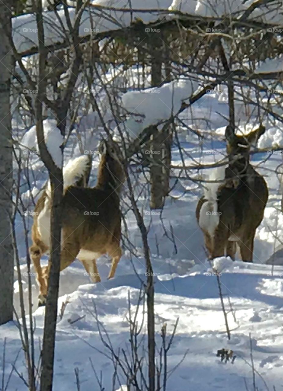 Two doe’s out for a walk