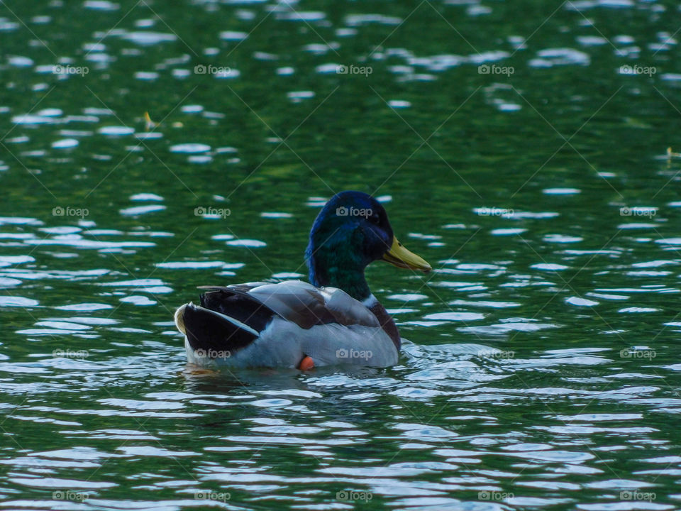 mallard duck