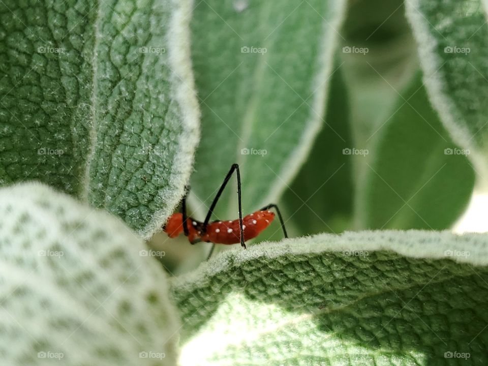 Orange insect hiding behind the leaf of a Jerusalem sage plant.