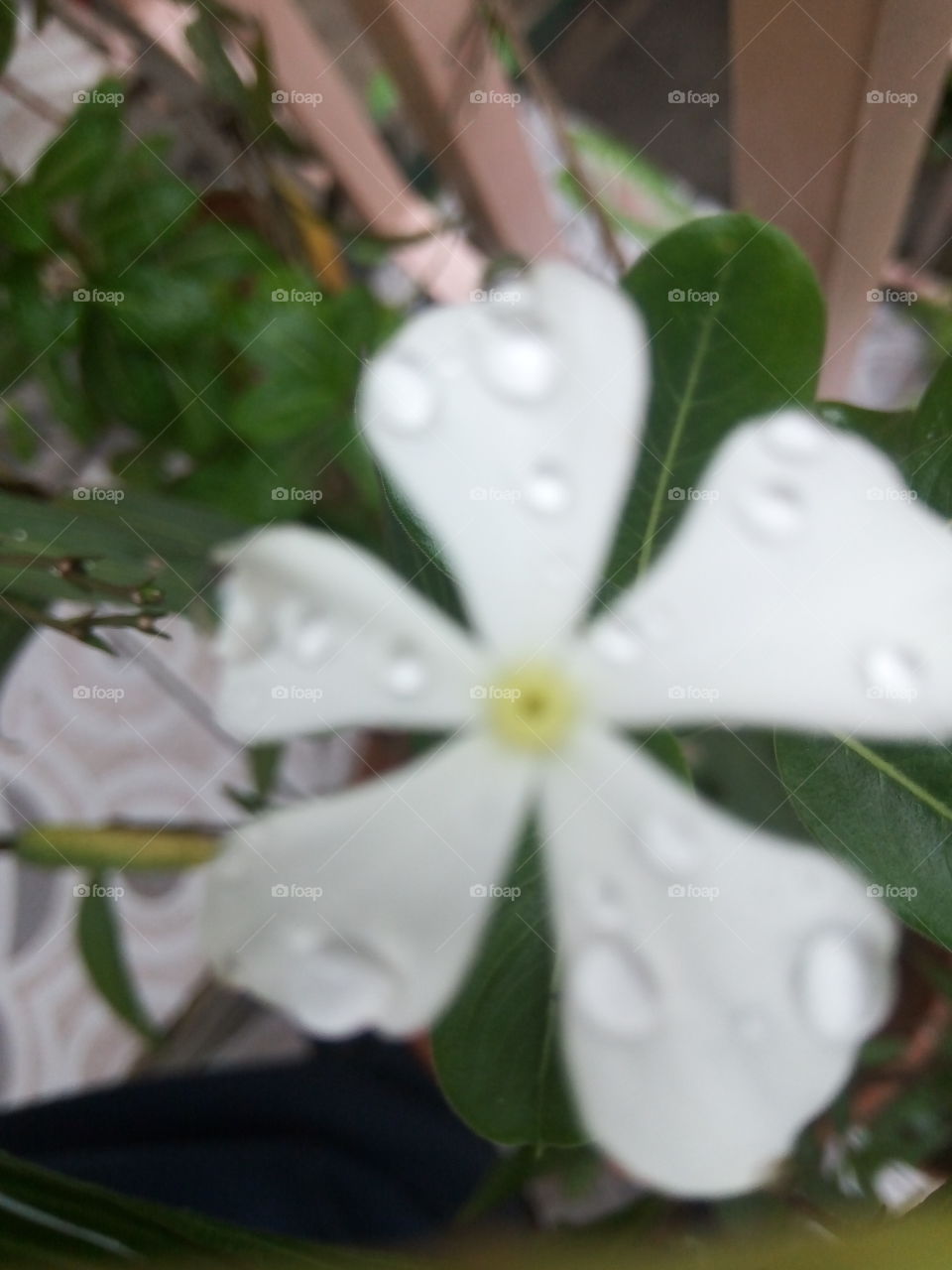 raindrop on periwinkle