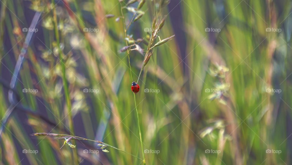 ladybug