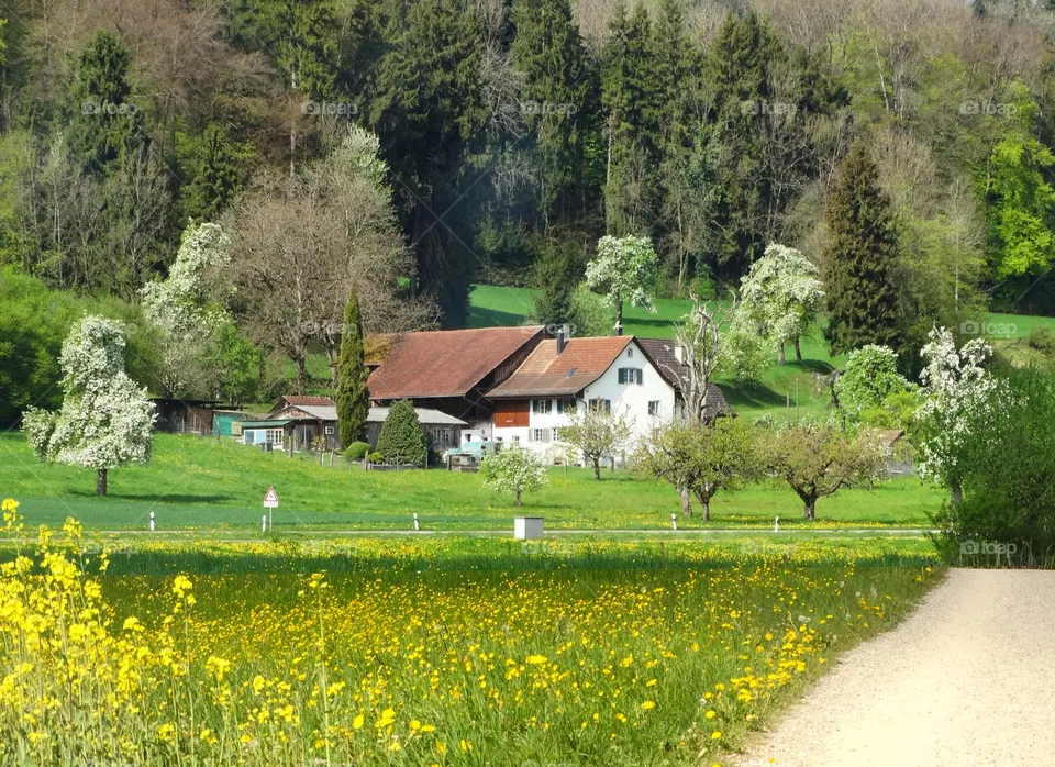 Switz