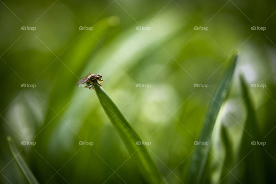 Insect on green grass