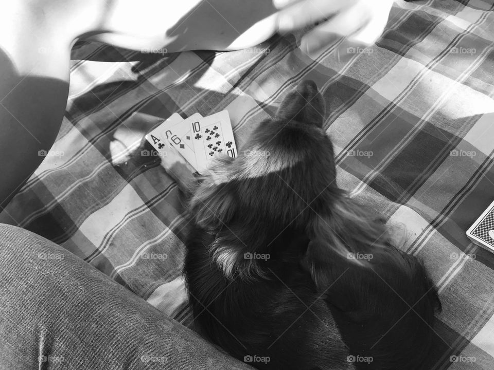 Playing cards with my dog (I think I lose the game)