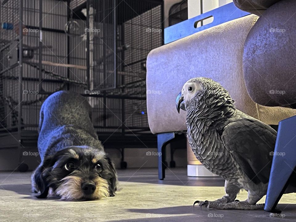 Dog playing with parrot