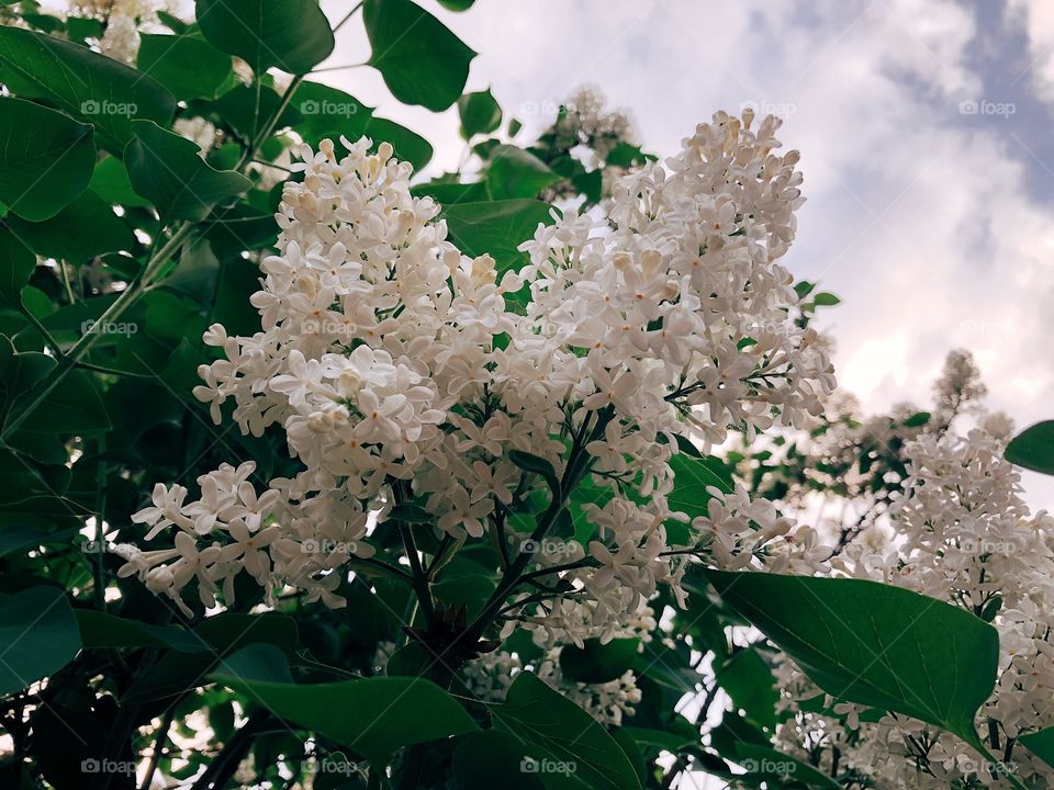 White flowers