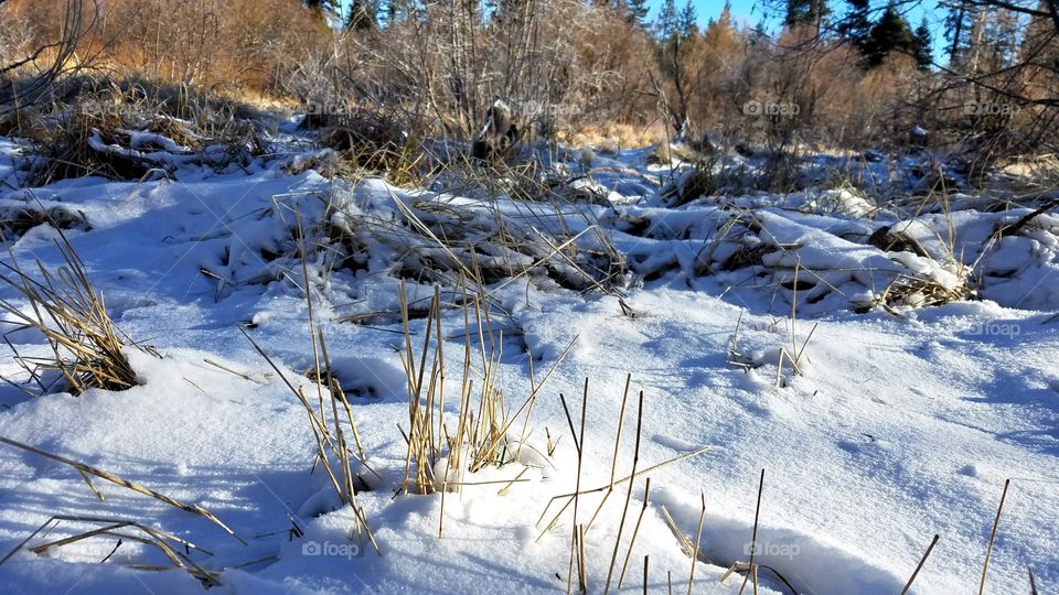 Snow fields