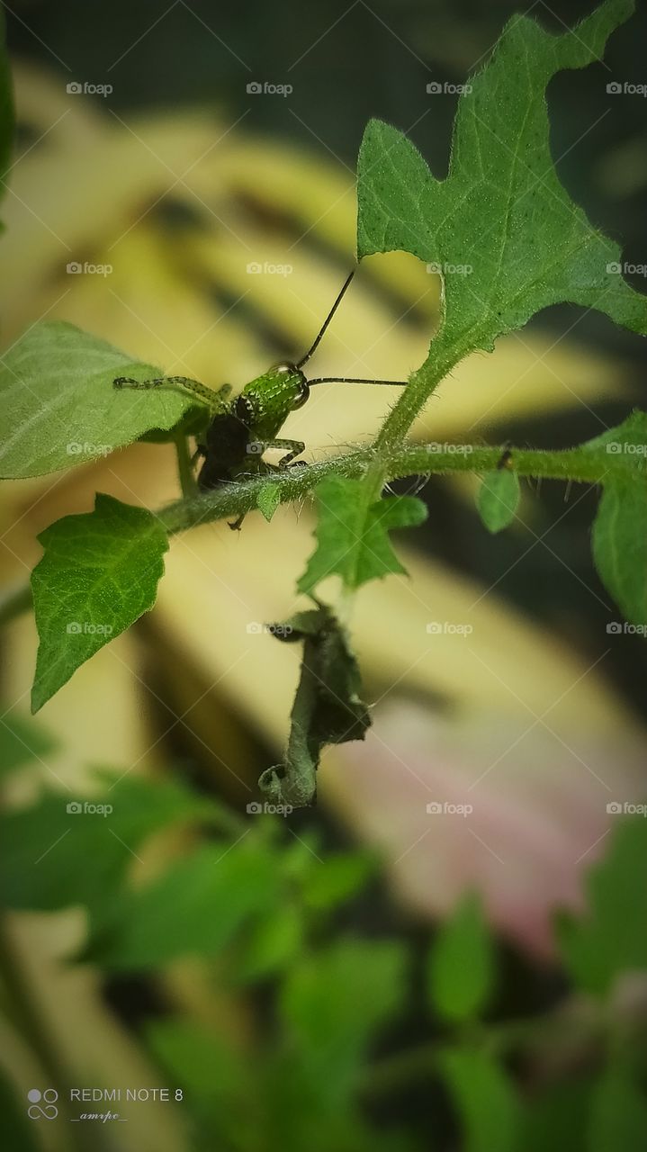 Say Cheese!!! 😁 I've been looking for the culprit who ate the leaves of my tomato plant, now I'm in awe 🥺✨