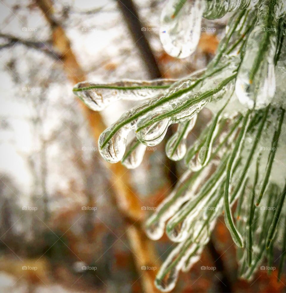 Pine and ice