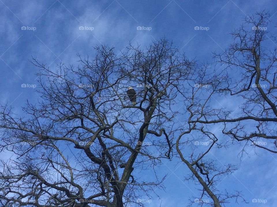 Bald Eagle in a tree 