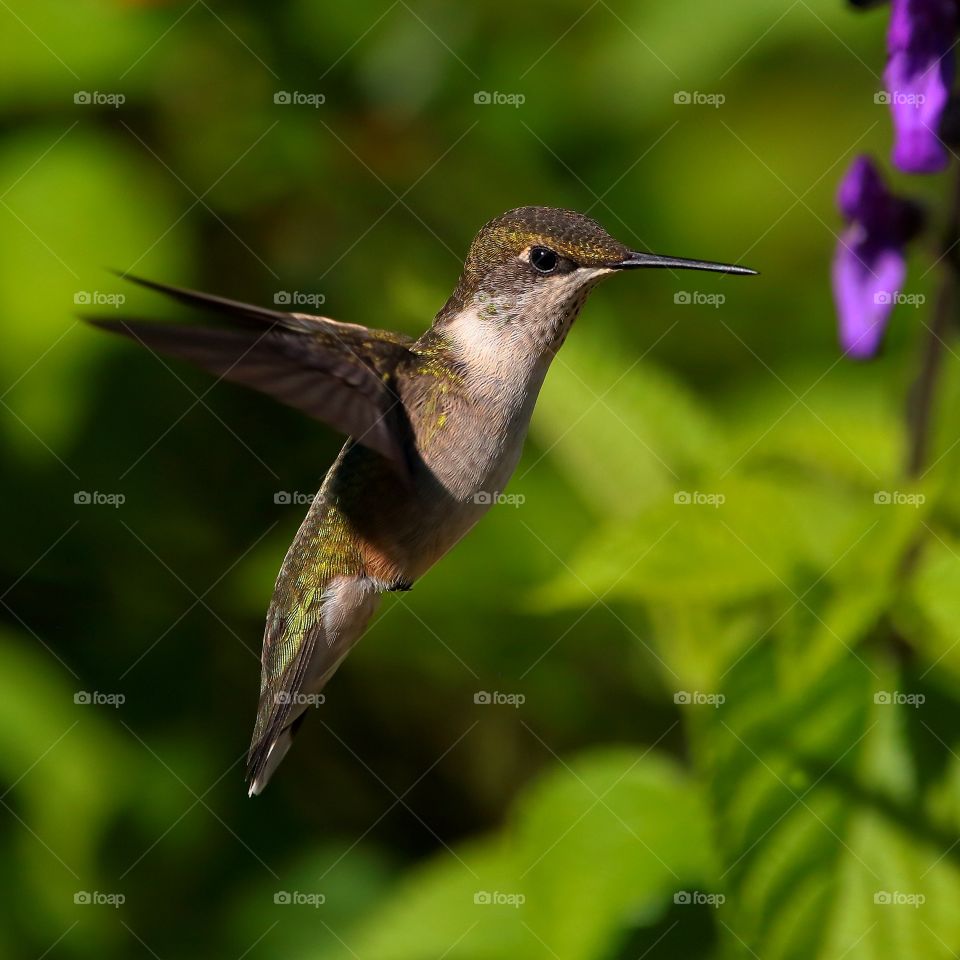 ruby throated hummingbird