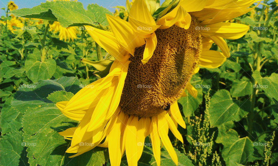 Field of sunflowers