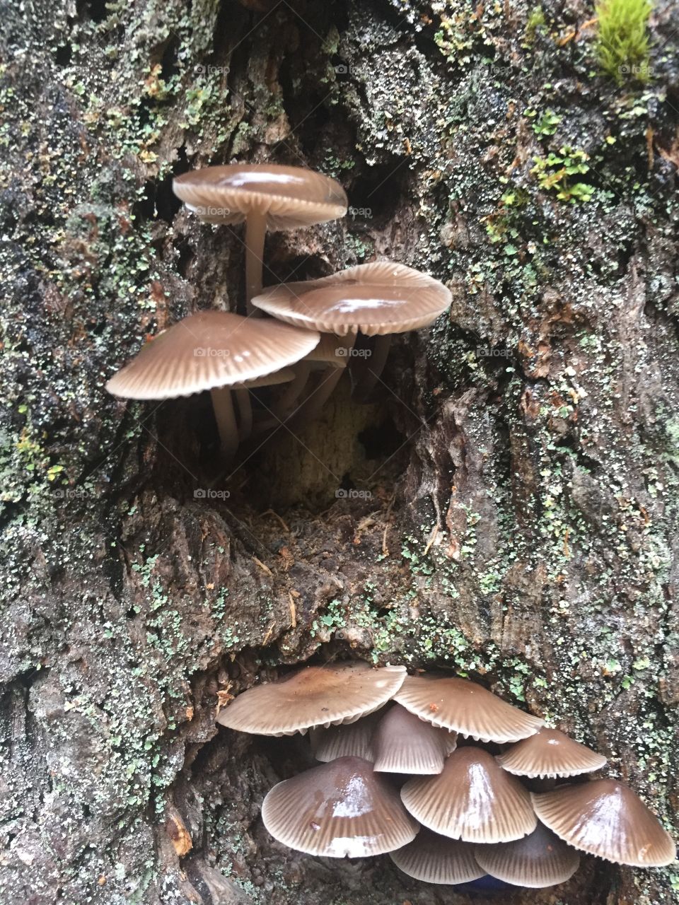 Mushrooms at Millersylvania State Park. November 2017. 