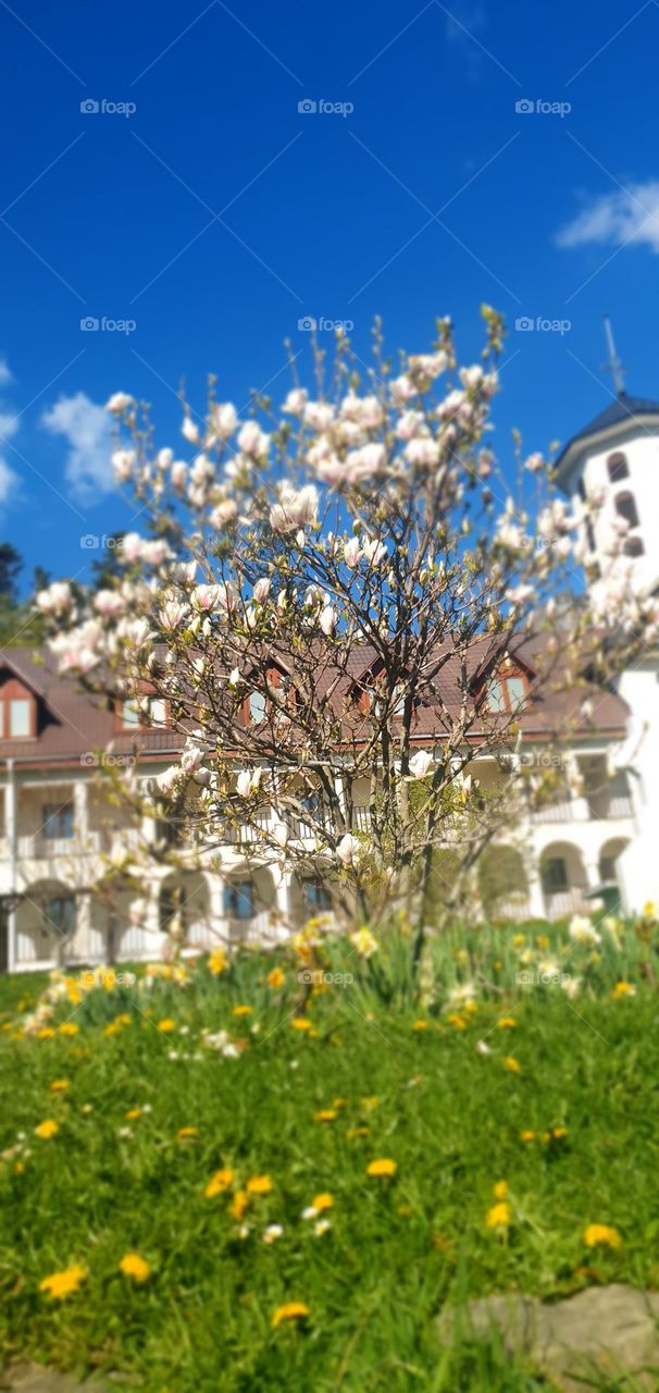 Magnolia in front of the church