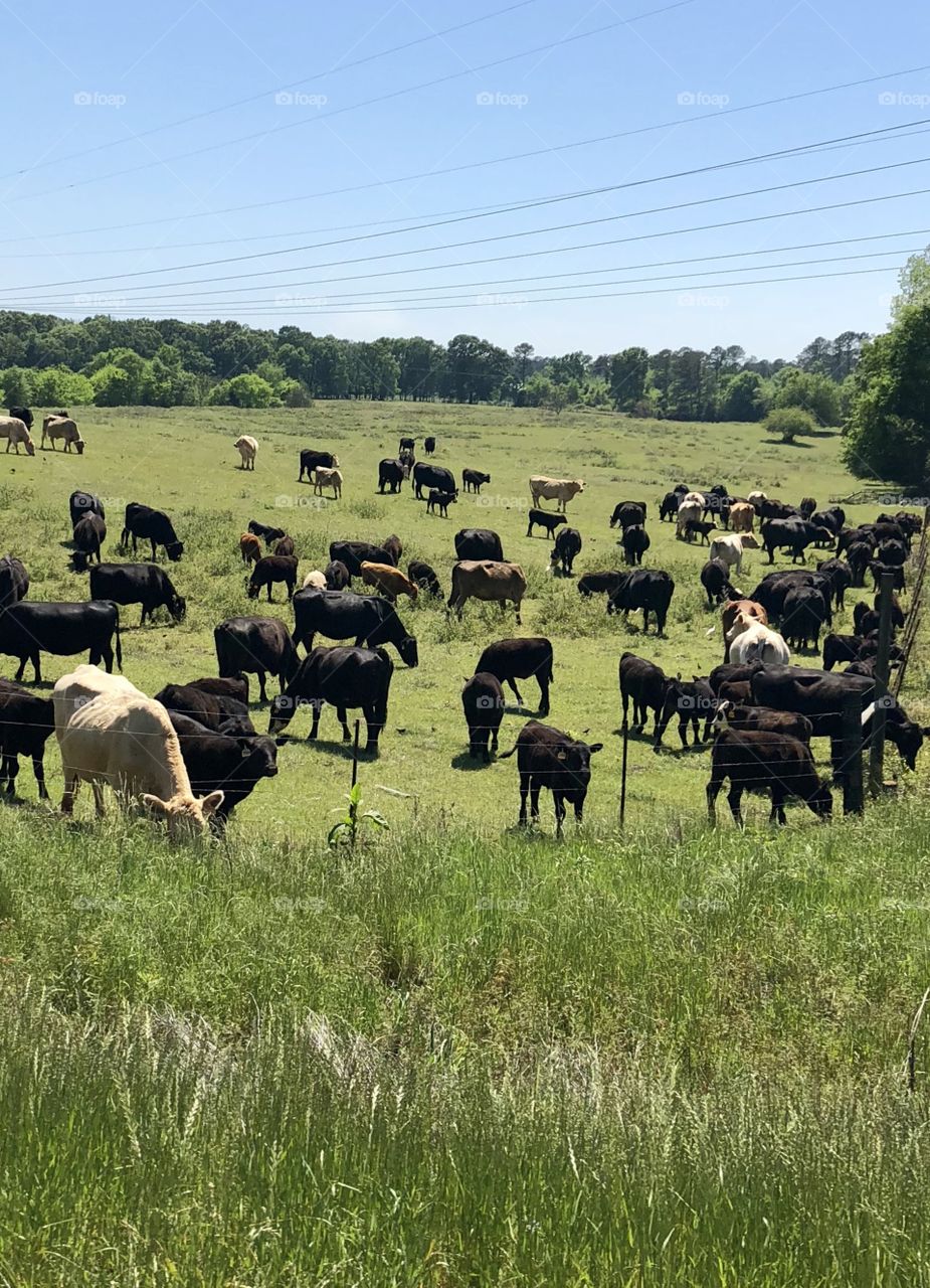 Many many cows in the pasture. 