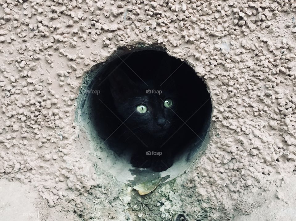 Little cat in the hole  👀