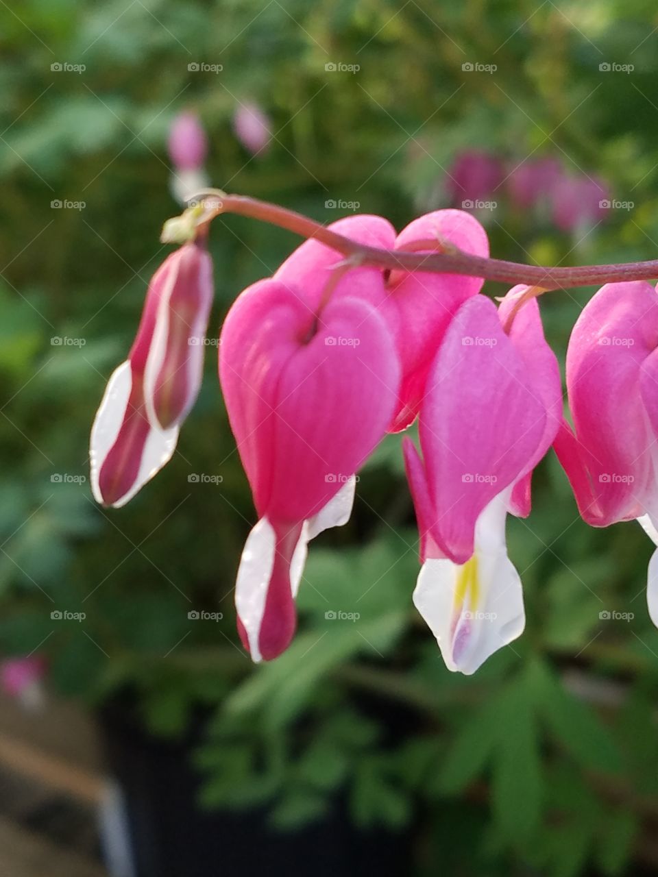 Pink flowers blooming in the garden