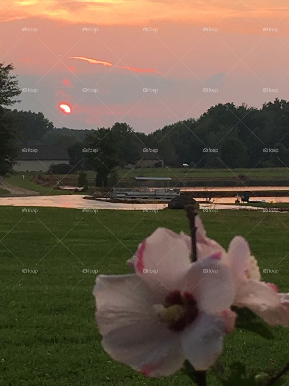 Sunset Rose of Sharon