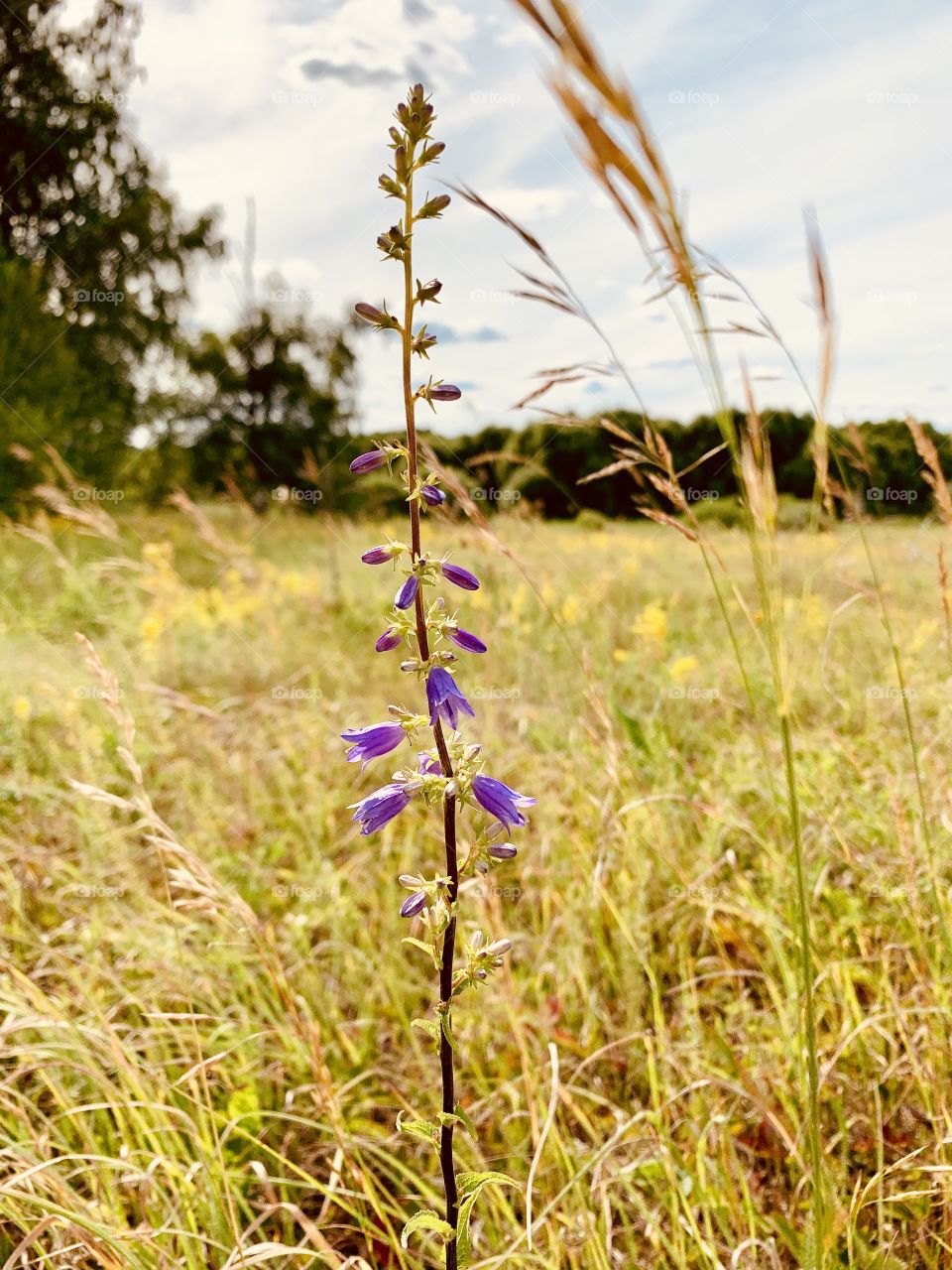 lonely growing bluebell among the yellowed grass in the meadow