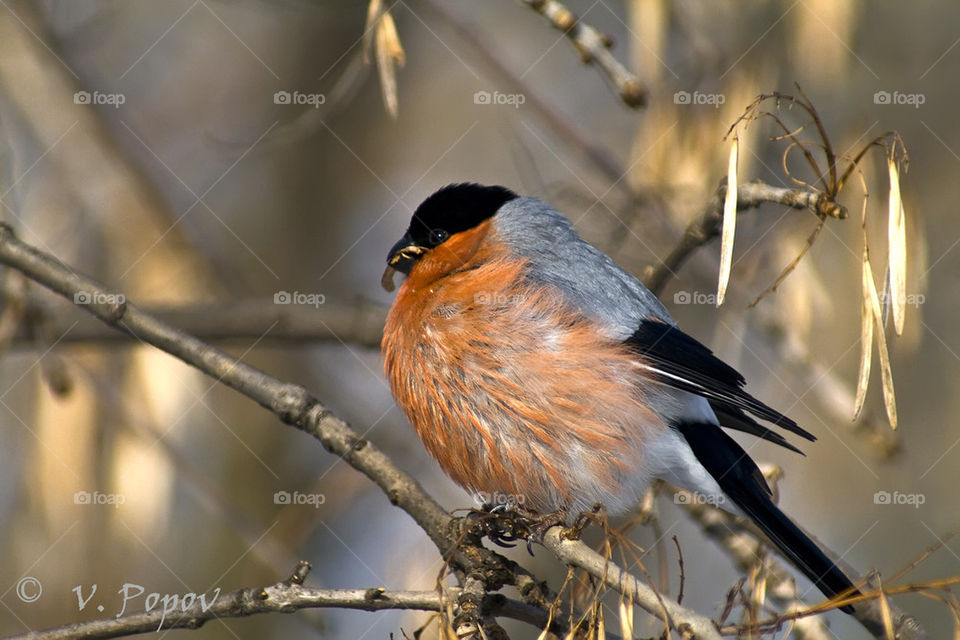 Bullfinch