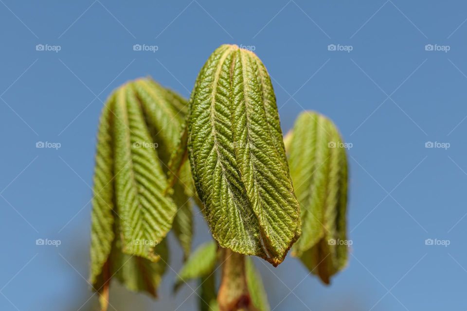 Young Aesculus Leaves close-up