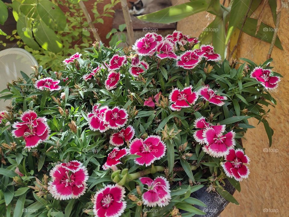 Flores rojas alegres