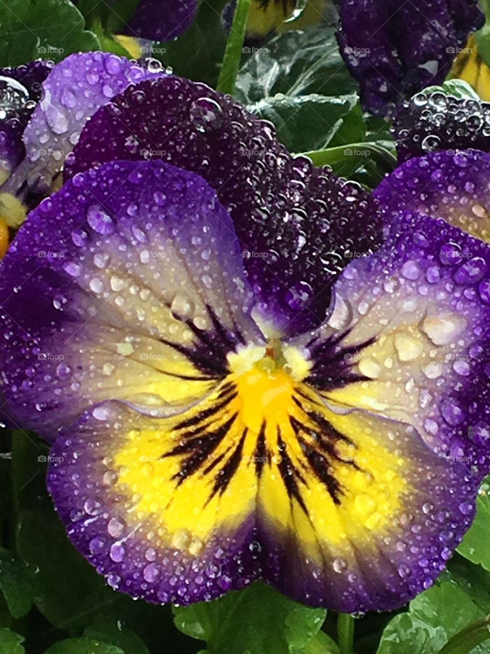 Purple & Yellow pansy kisses with rain drops