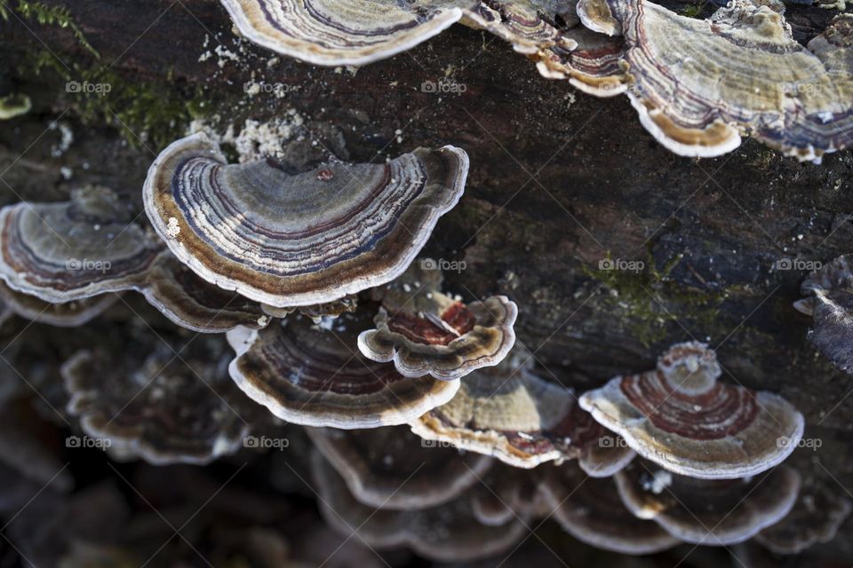 Trametes versicolor mushroom close up view , Patterns in nature , Soft focus