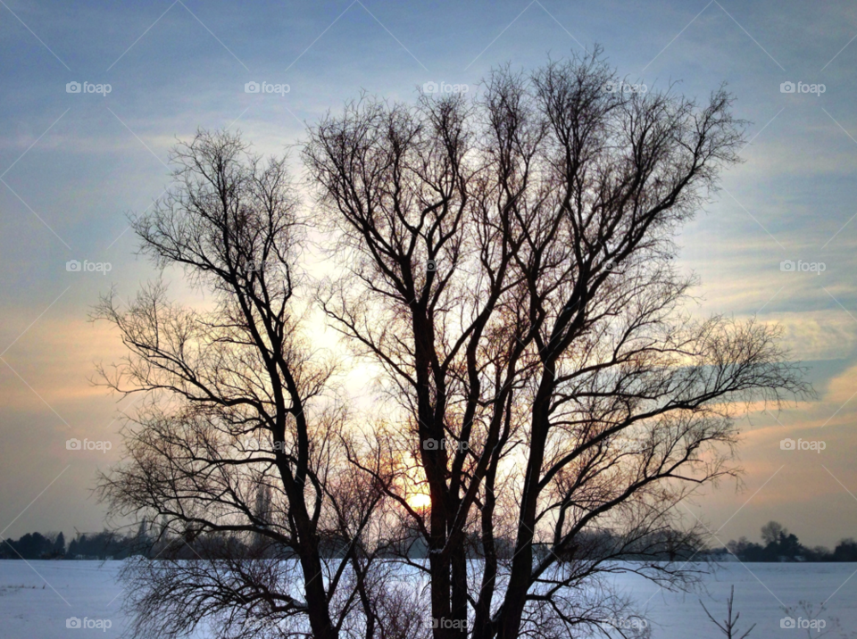 snow winter tree sunset by p51