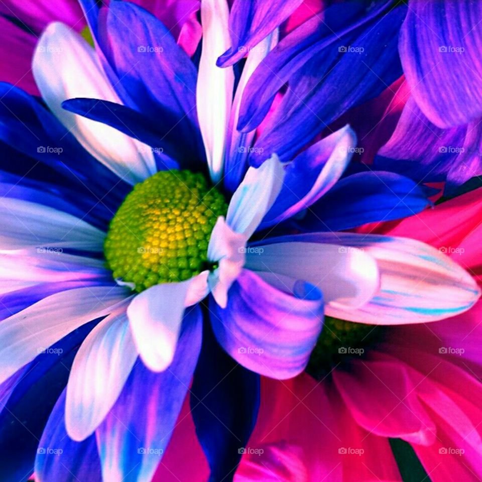 Flower, Nature, Color, Bright, Beautiful