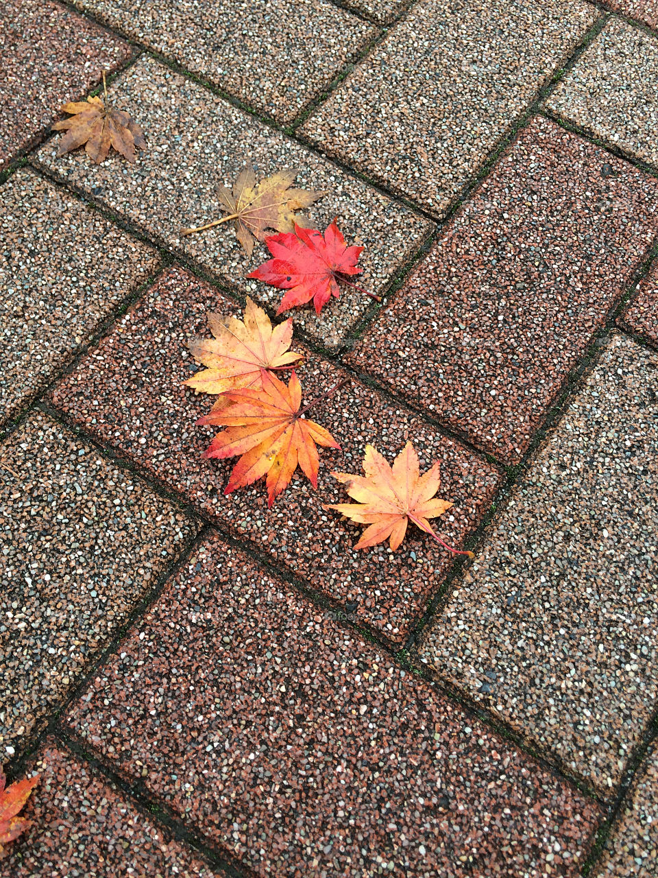 Autumn leaves on the pavement