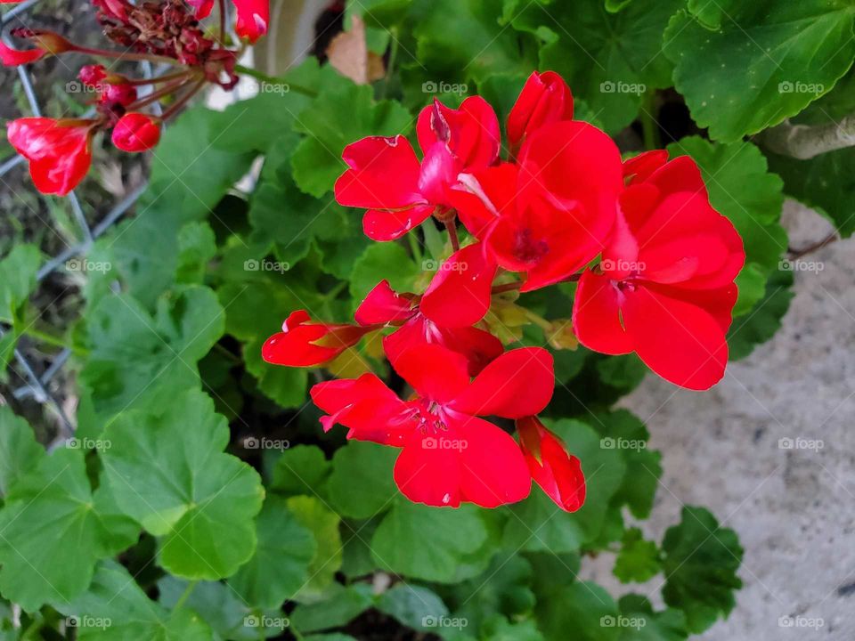 geranium