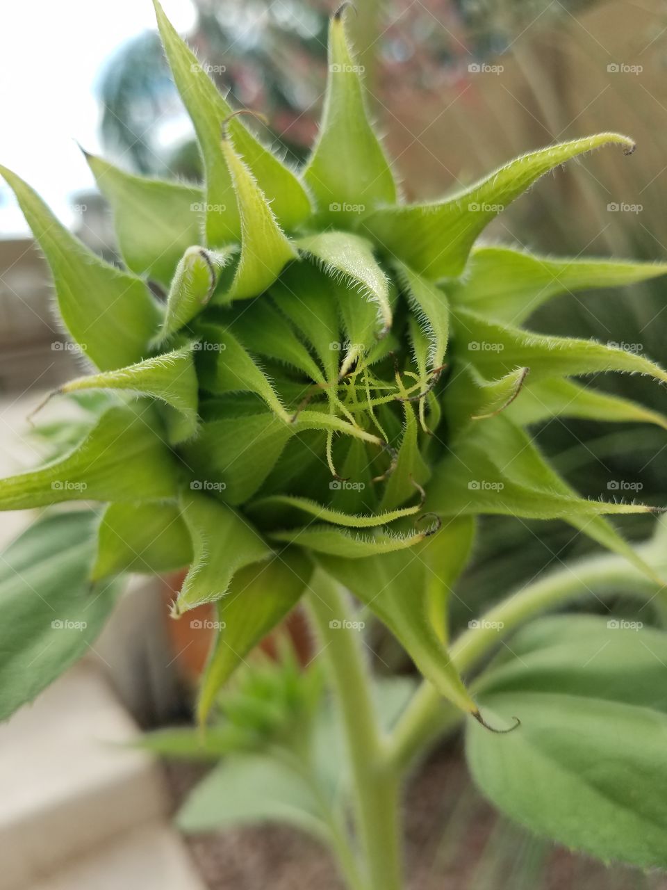 Close-up of sunflower bud
