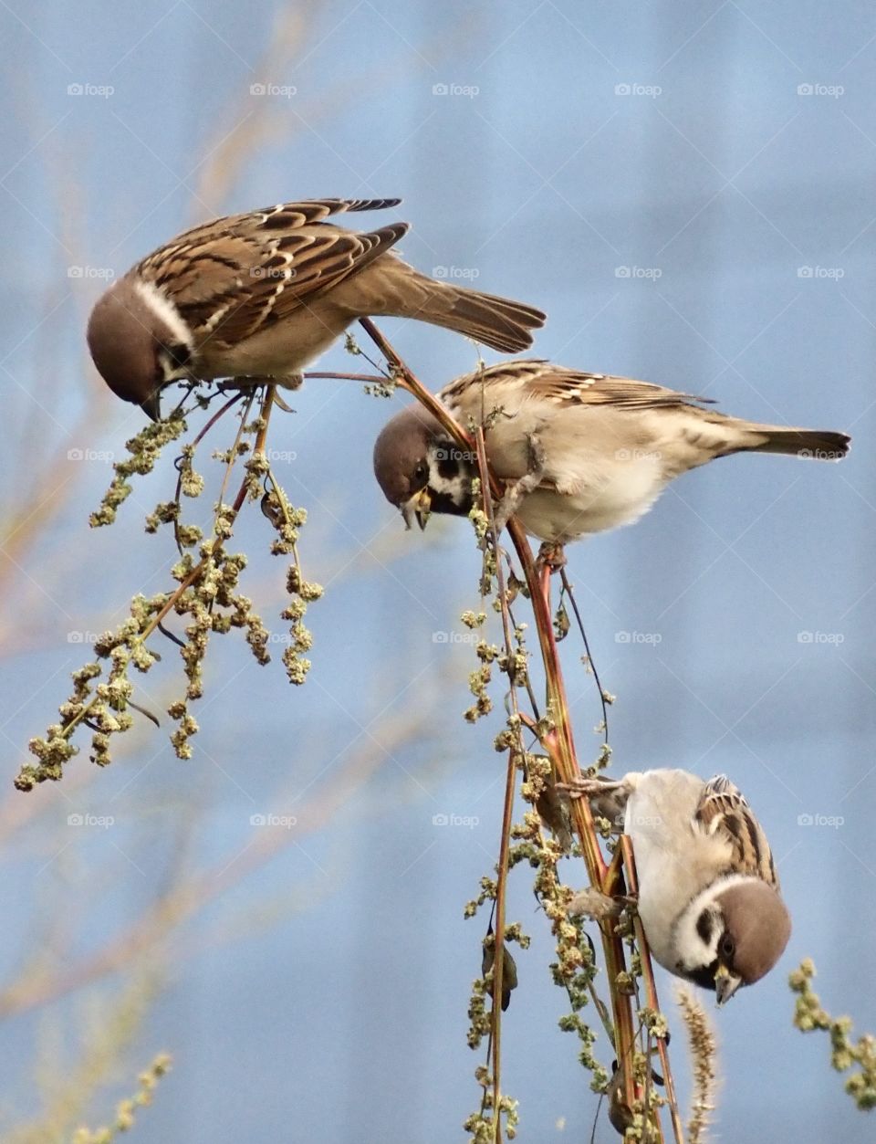 Sparrows on the grass