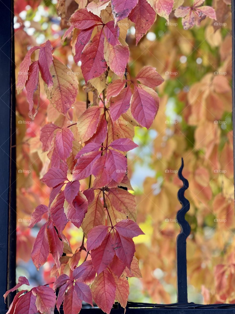 Branches with red and orange leaves 