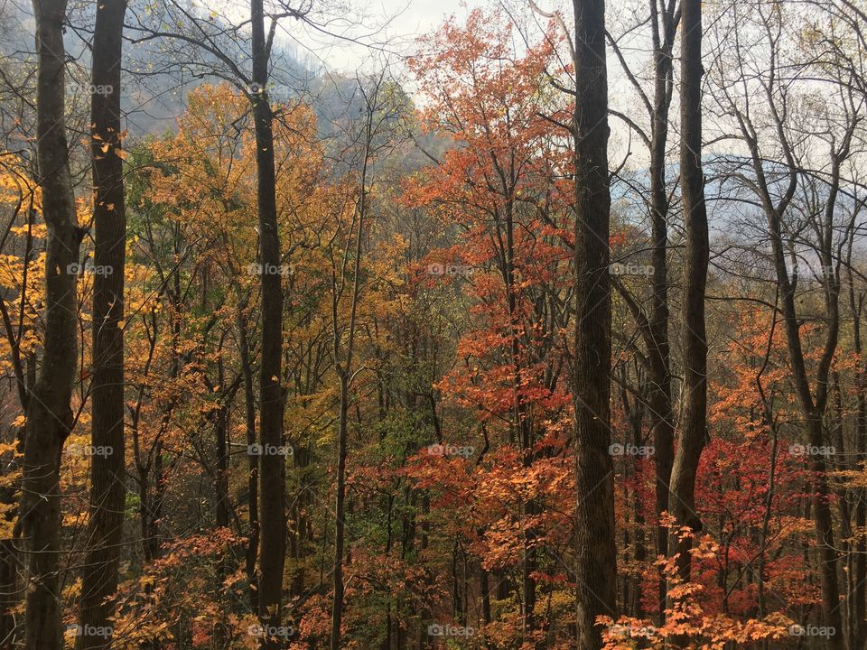 Fall, Tree, Wood, Leaf, No Person